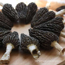 Factory Price  Dried Morel Mushrooms Dried Morel Mushrooms For Sale